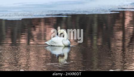 Trumpeter swan preening in northern Wisconsin. Stock Photo