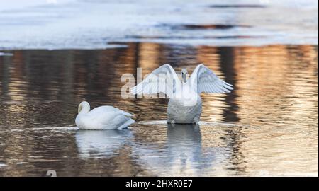 Trumpeter swans in northern Wisconsin. Stock Photo