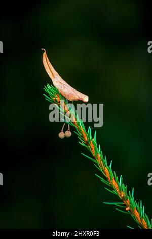 An American Basswood seed that has been caught on a branch of a White Spruce in Pennsylvania's Pocono Mountains. Stock Photo