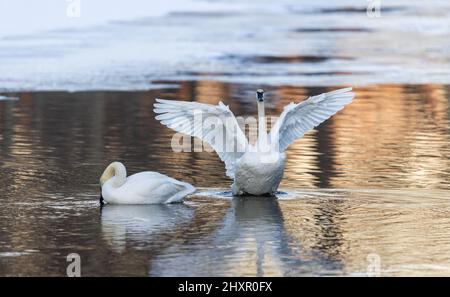 Trumpeter swans in northern Wisconsin. Stock Photo