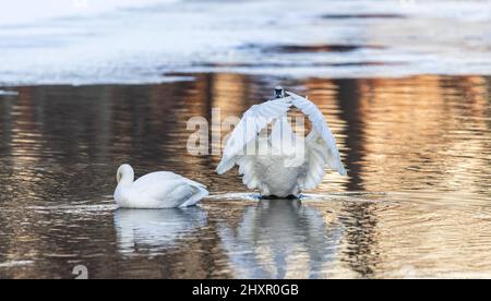 Trumpeter swans in northern Wisconsin. Stock Photo