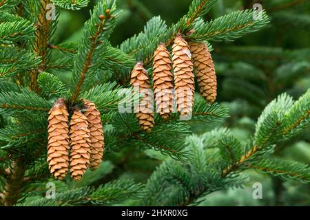 The ripe cones on ac White Spruce tree releasing its seeds in Pennsylvania's Pocono Mountains. Stock Photo