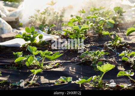 Spraying and watering in the garden. Watering strawberries. Spring works at sunset Stock Photo