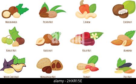 Cartoon nuts, almond, hazelnut, peanut, cashew, coconut. Water chestnut, macadamia, pecan and kola nut, healthy vegan snack food vector set. Organic nutrient eating. Dieting ingredients Stock Vector