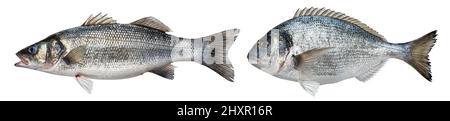 Raw sea bass, dorado fish isolated on white background  Stock Photo