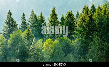 Forest Rain Storm with Drops Falling and Lush Trees Stock Photo - Alamy