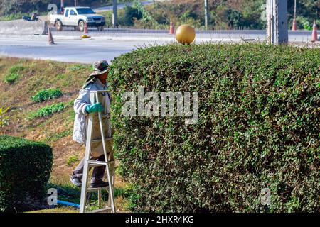 Asian professional gardener trimming plants using pro scissors and ladder. A Tree Surgeon or Arborist using scissors up tree cutting branches. Decorat Stock Photo