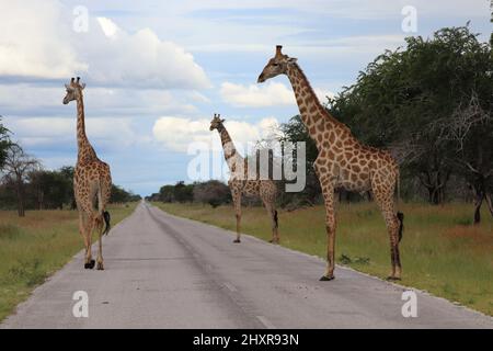 National park in Africa with three large giraffes standing on the road Stock Photo
