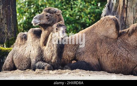 Closeup shot of the two camels lying on the ground and resting Stock Photo