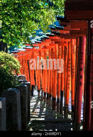 Japan, Honshu island, Kanto, Tokyo, a Tori alley in a sanctuary. Stock Photo