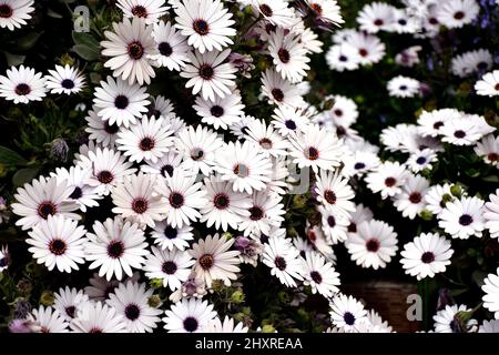 Close Up of Large Group of White Daisy Like Flowers in a Garden with Purple and Orange Center Stock Photo