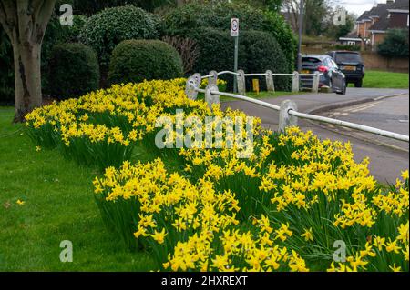 Burnham, Buckinghamshire, UK. 14th March, 2022. Pretty daffodils in ...