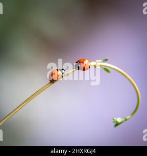 Macro shot of lady bugs on a young vine of a plant Stock Photo