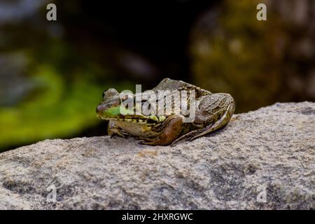 Mr. Frog Stock Photo
