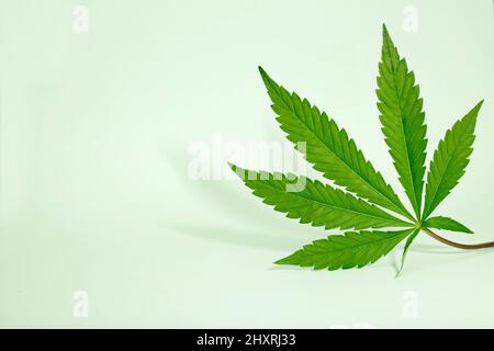 Beautiful green cannabis leaf isolated on green background Stock Photo