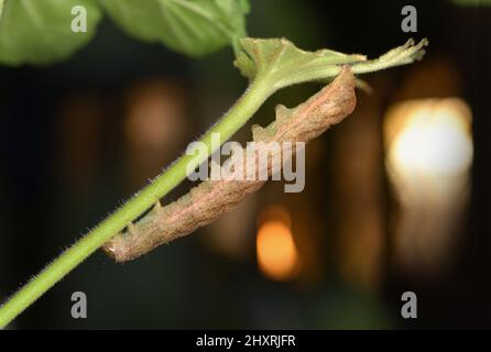 Angle Shades - Phlogophora meticulosa Stock Photo