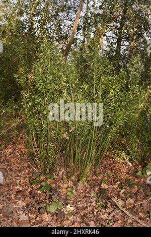 Butcher's Broom - Ruscus aculeatus Stock Photo