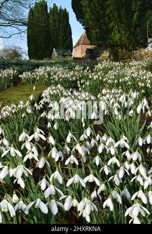 Snowdrop - Galanthus nivalis Stock Photo
