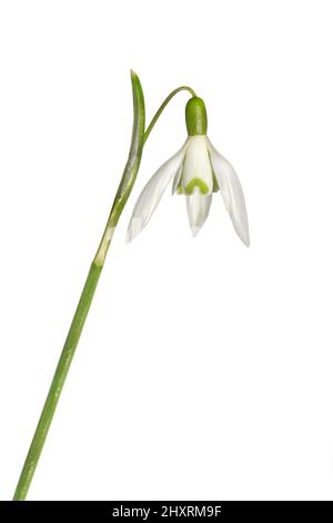 Snowdrop - Galanthus nivalis Stock Photo