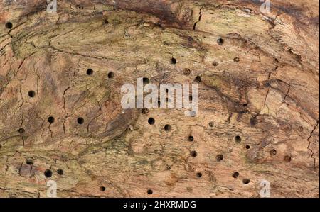 Woodworm beetle (Anobium punctatum) larva exposed in its gallery inside ...