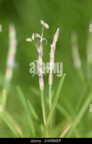 Early Sand-grass - Mibora minima Stock Photo