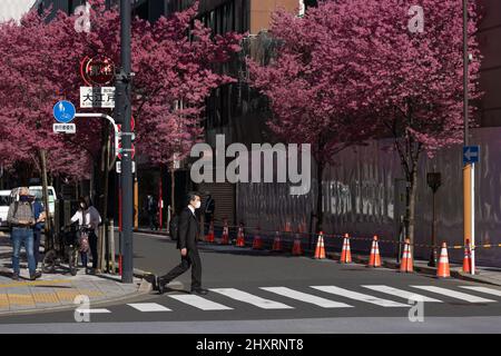 Businessman crosses the street next to blooming Sakura cherry trees in Nihombashi. Early Sakura Cherry Trees started to bloom in central Tokyostarting the cherry blossom season in the Japanese Capital. Stock Photo
