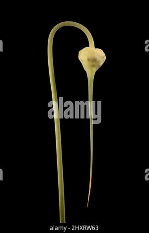 Garlic (Allium sativum). Inflorescence Closeup Stock Photo