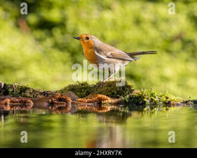 Robin foraging in early spring in mid Wales Stock Photo