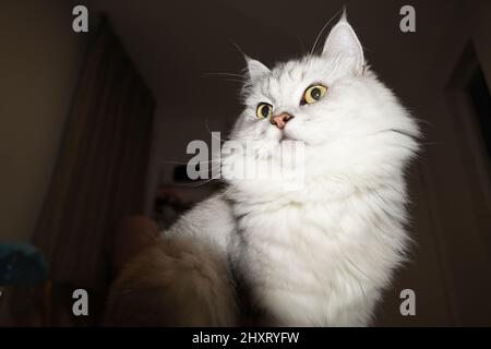 Close-up shot of a beautiful long-haired silver shaded Persian cat sitting in inside the house Stock Photo