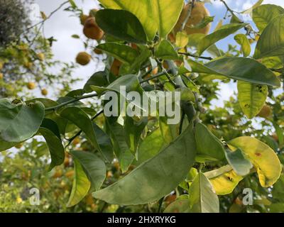 Closeup shot of Lemons on a lemon tree with green leaves against a light sky Stock Photo