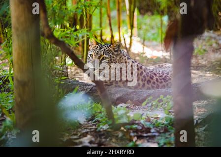 Depth focus shot of a leopard laying on the ground in the forest on a sunny day Stock Photo