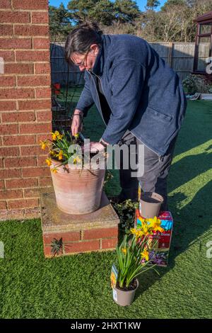 Woman planting flowering daffodils, Narcissus 'Jetfire', in a pot in her garden. Stock Photo