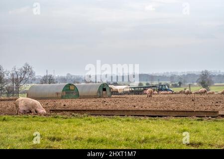 A field of pigs on a Norfolk farm. Stock Photo