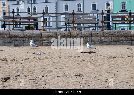Two Seagulls taking a stroll on the sand at the beach, Llandudno Stock Photo