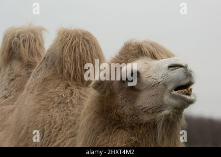Closeup of the Bactrian camel known as Mongolian camel, domestic Bactrian camel. Camelus bactrianus. Stock Photo