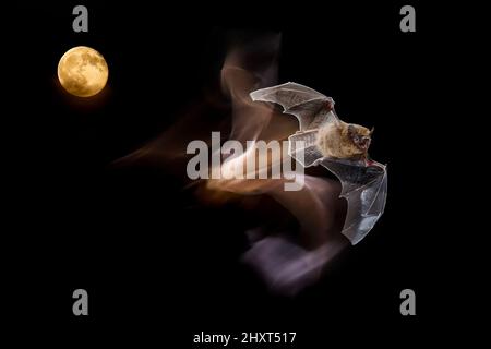 Portrait of a Common pipistrelle (Pipistrellus pipistrellus) at night with the moon behind Stock Photo