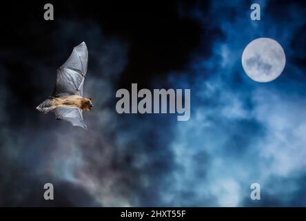 Portrait of a Common pipistrelle (Pipistrellus pipistrellus) at night with the moon behind Stock Photo