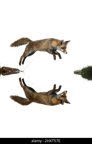 Jumping red fox (Vulpes vulpes) reflected on the water with white background Stock Photo