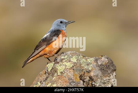 Common rock thrush (Monticola saxatilis), Salamanca, Castilla y Leon, Spain Stock Photo