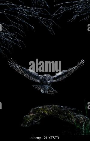 Dramatic portrait of a Tawny Owl (Strix aluco) flying at night, Salamanca, Castilla y Leon, Spain Stock Photo