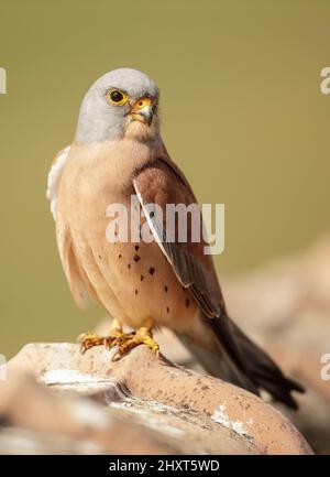 Lesser kestrel, Falco naumanni, Spain Stock Photo
