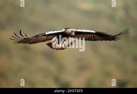 Spanish imperial eagle (Aquila adalberti) Salamanca, Castilla y Leon, Spain Stock Photo