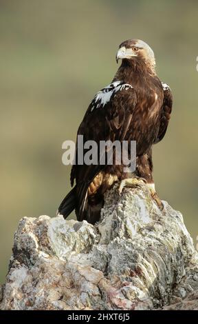 Spanish imperial eagle (Aquila adalberti) Salamanca, Castilla y Leon, Spain Stock Photo