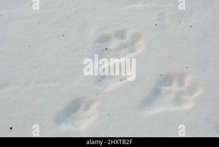 Cottontail rabbit tracks in snow (Sylvilagus floridanus) Eastern North ...