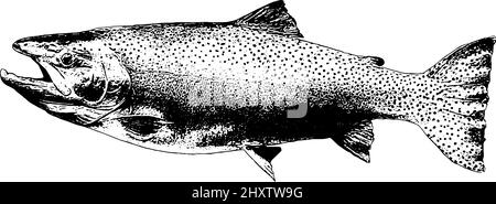 Trout fish illustration in black on white background Stock Vector