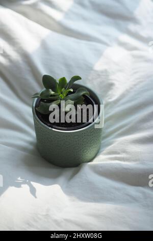 A closeup shot of the green succulent plant in the pot on the white sheet under the sunlight Stock Photo