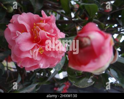 Red one from many varieties of camellias with ever-changing flower colors and shapes Stock Photo