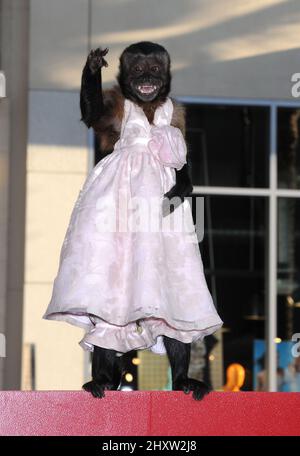 Crystal at the 'Hangover Part II' premiere, held at the held at Grauman's Chinese Theatre, Los Angeles. Stock Photo