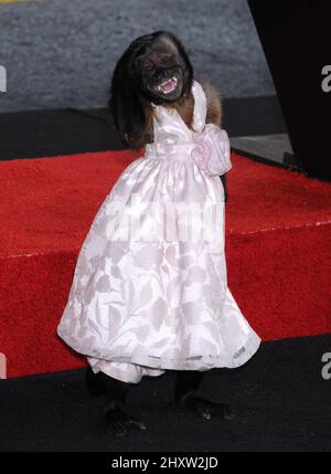 Crystal at the 'Hangover Part II' premiere, held at the held at Grauman's Chinese Theatre, Los Angeles. Stock Photo