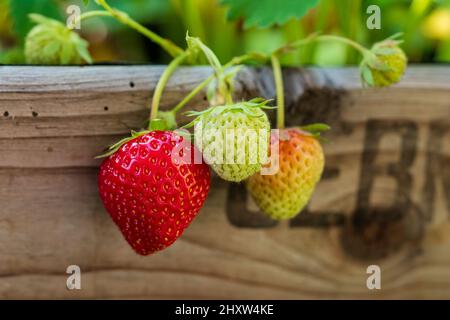 Organic strawberries grow in a homemade raised bed made from old fruit boxes on a sunny day. Urban gardening as a sustainable hobby. Homegrown seasona Stock Photo